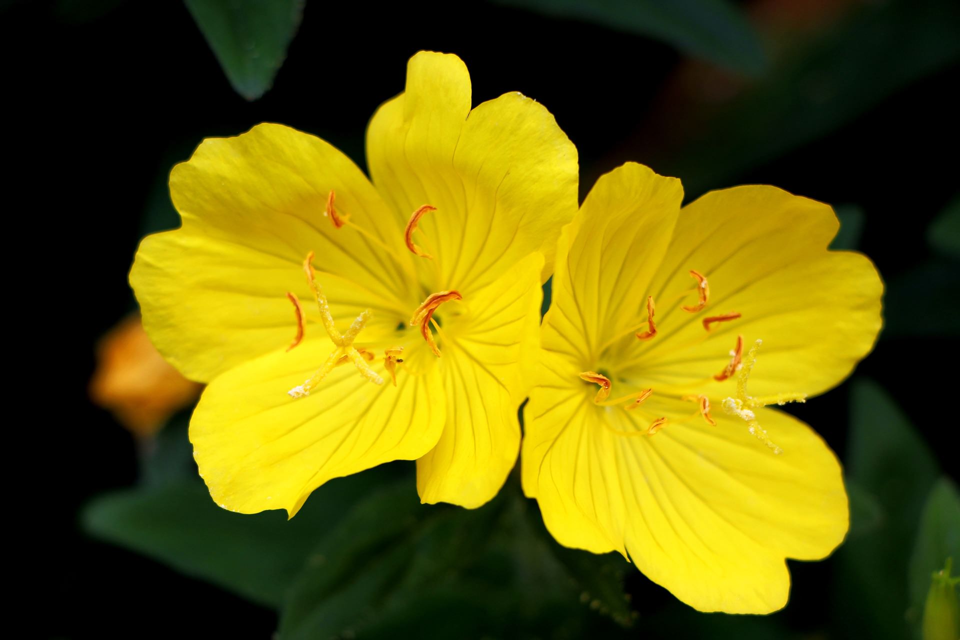evening primrose flower